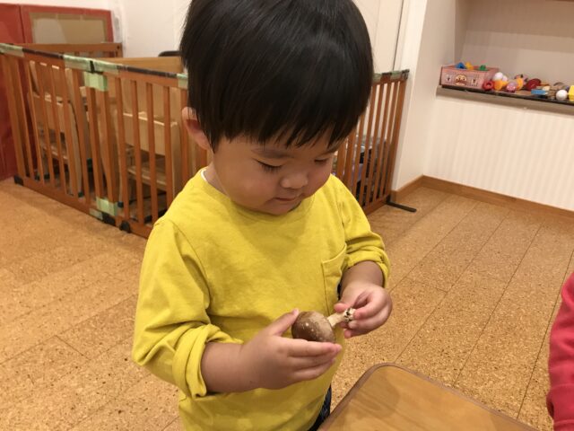 椎茸・シイタケ・しいたけ🍄